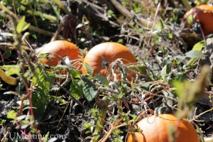 cousins-pumpkin-patch