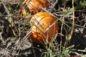 pumpkin-patch