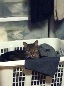 Ziggy in the office basket.