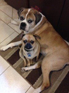 My cooking companions: Tink and Casey