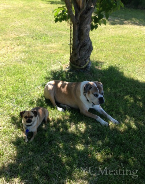 casey and tink rest under a tree