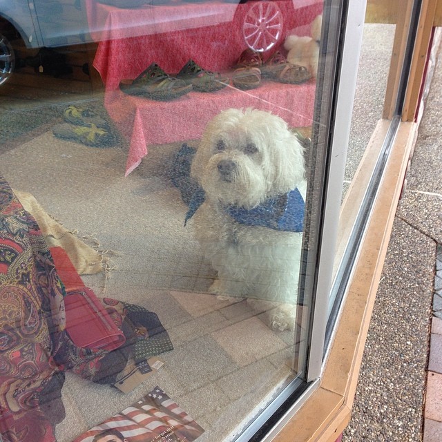 shoe shop dog