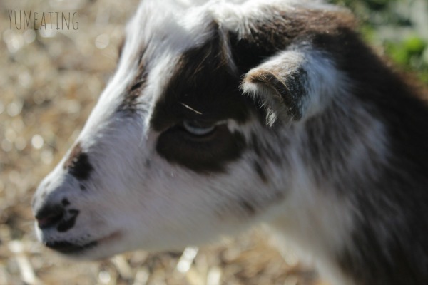 goats on the farm