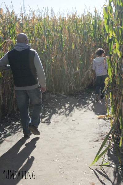 johnsons corn maze family day