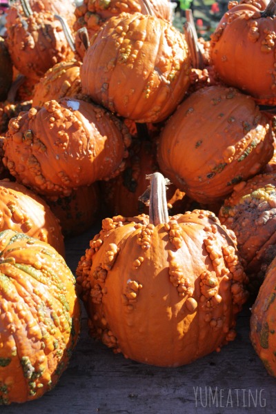 warty pumpkins