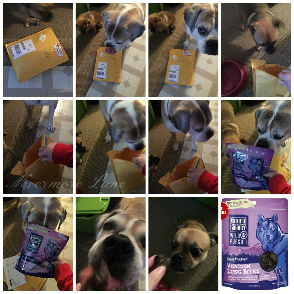 {January 2016} Chewy Visits : Natural Balance Wild Pursuit | Nevermore Lane
