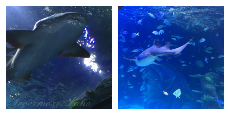 Underwater Wonderment at Sea Life Michigan {Auburn Hills, Michigan}