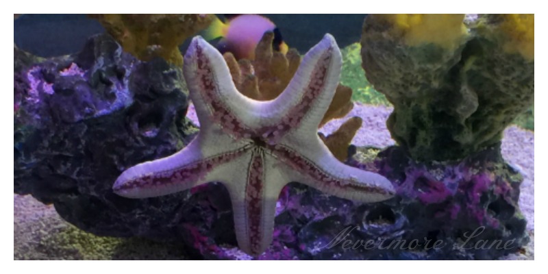 Underwater Wonderment at Sea Life Michigan {Auburn Hills, Michigan}