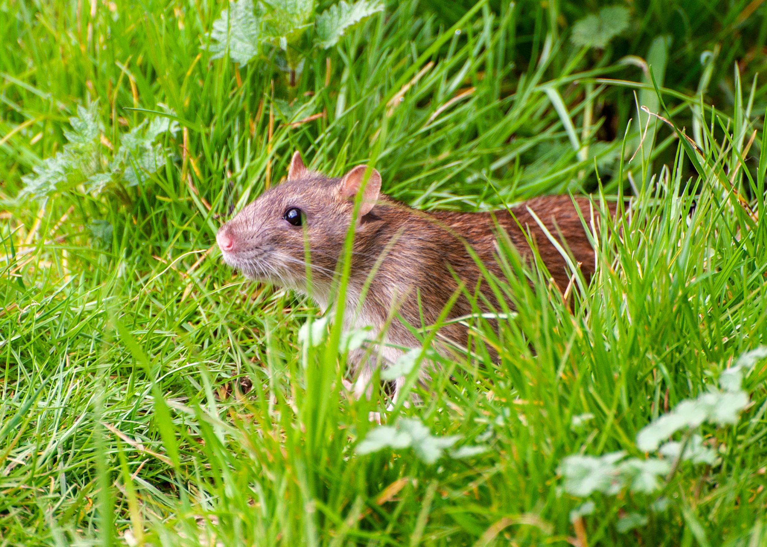 How To Prevent Rats From Entering Your Garden
