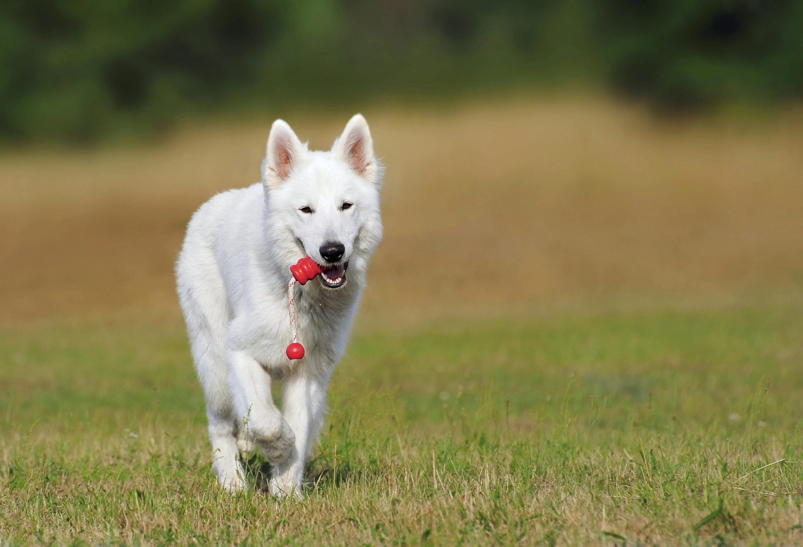 7 Fun Ways to Keep Your Dog Mentally Stimulated