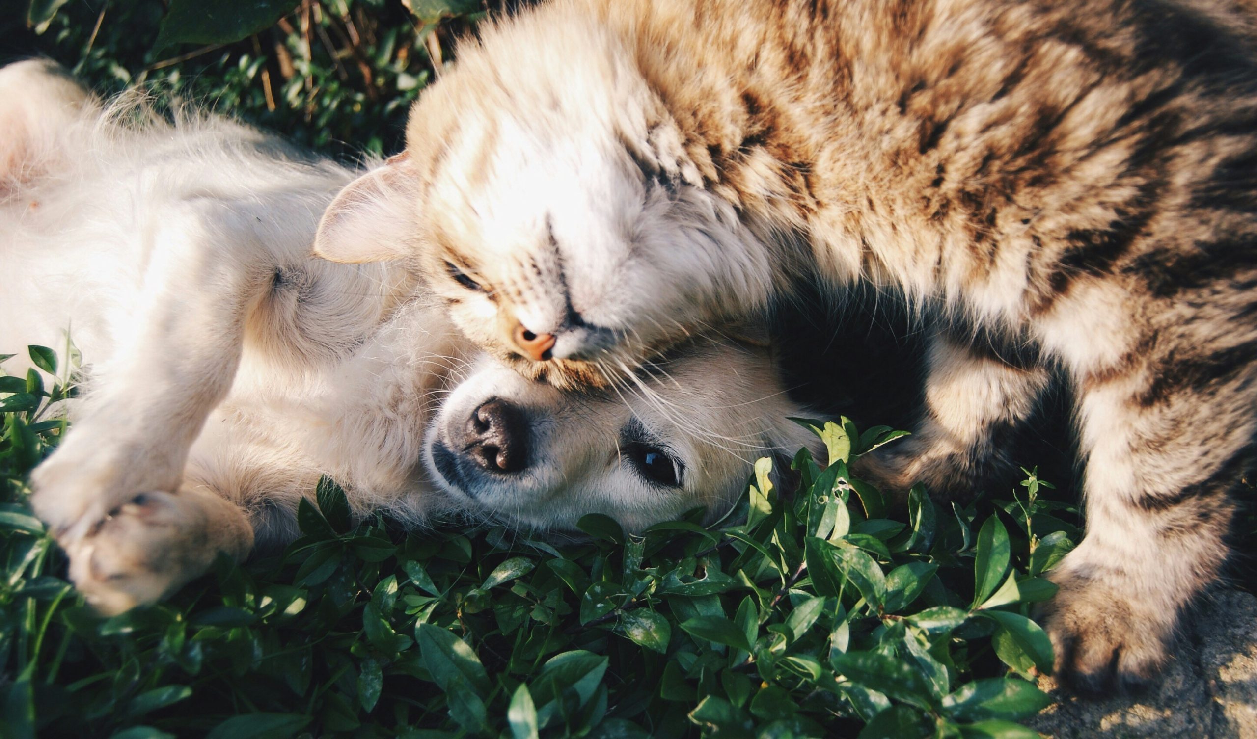 The Benefits Of Natural Pet Food: A Quick Guide For Pet Owners