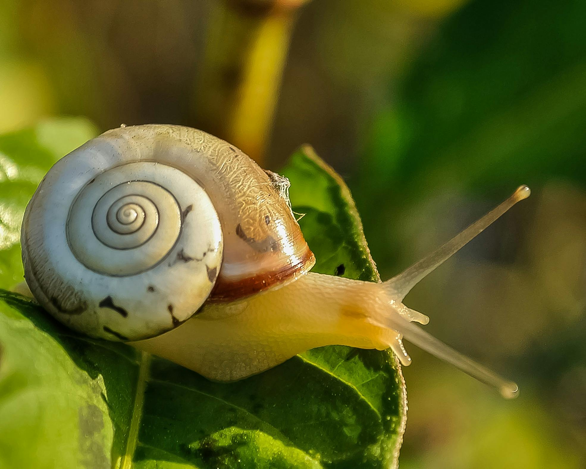 What Is It That Brings Unwelcome Guests To Your Garden?