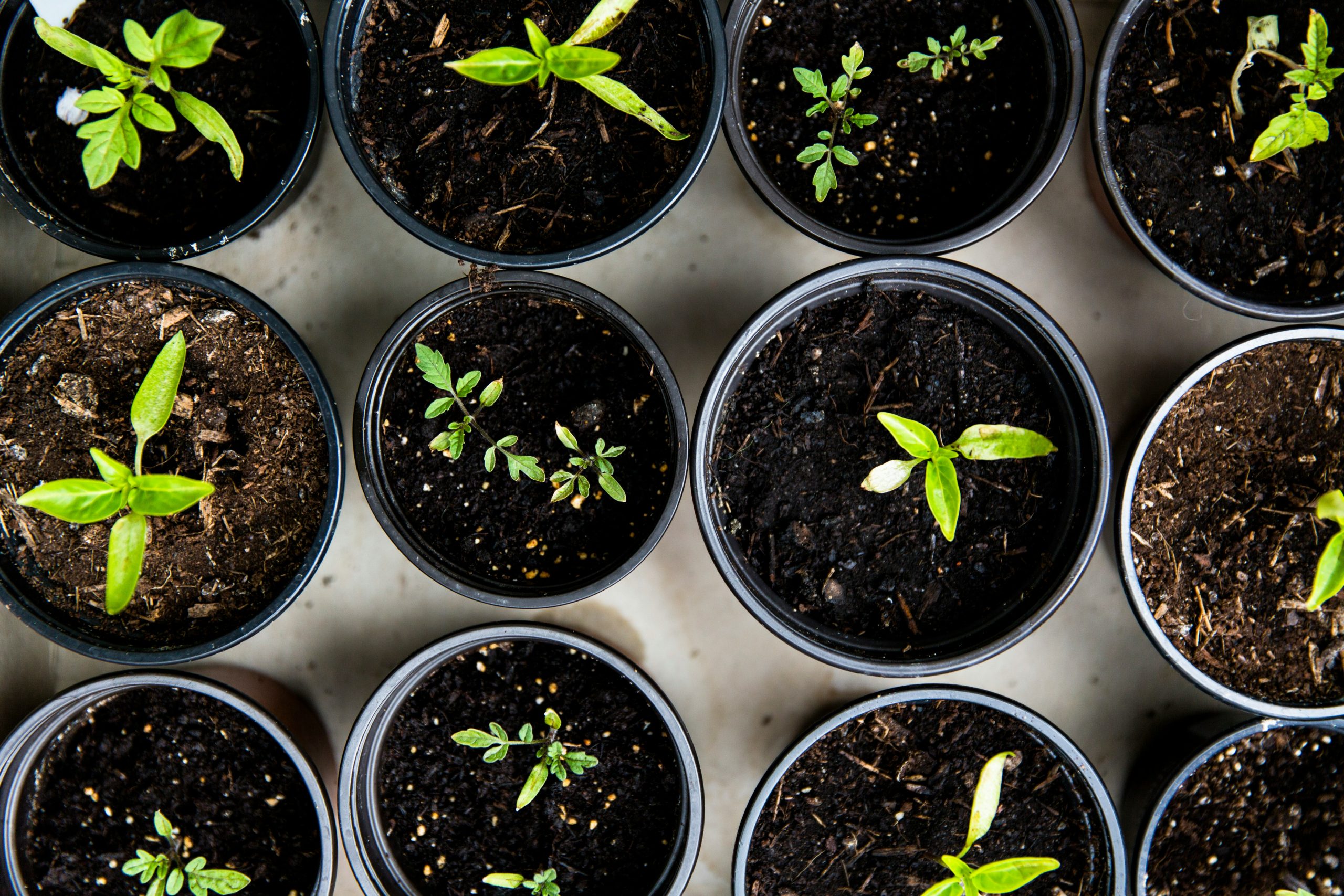 Indoor Gardening Tips For Small Apartments