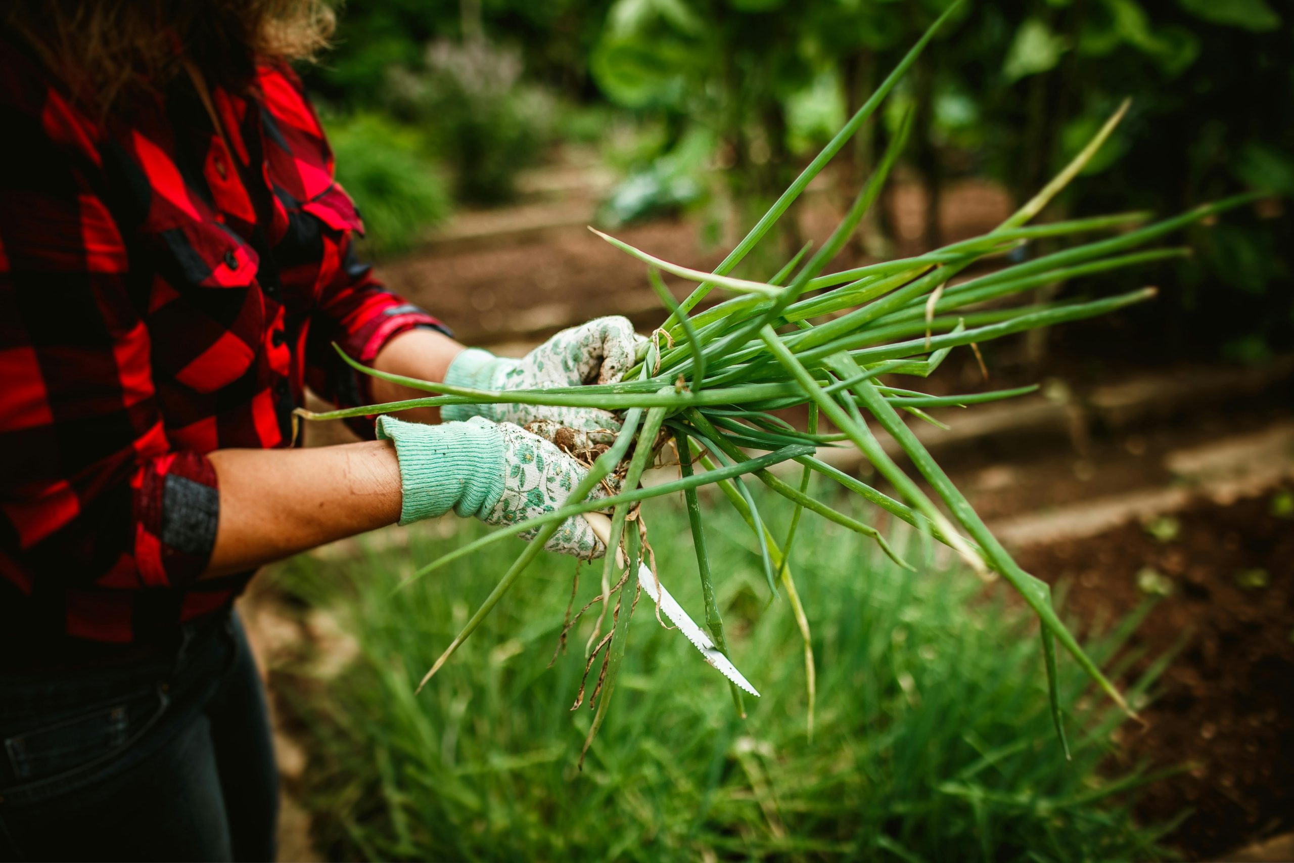 How to Balance a Vegetable Garden with a Manicured Landscaped Lawn