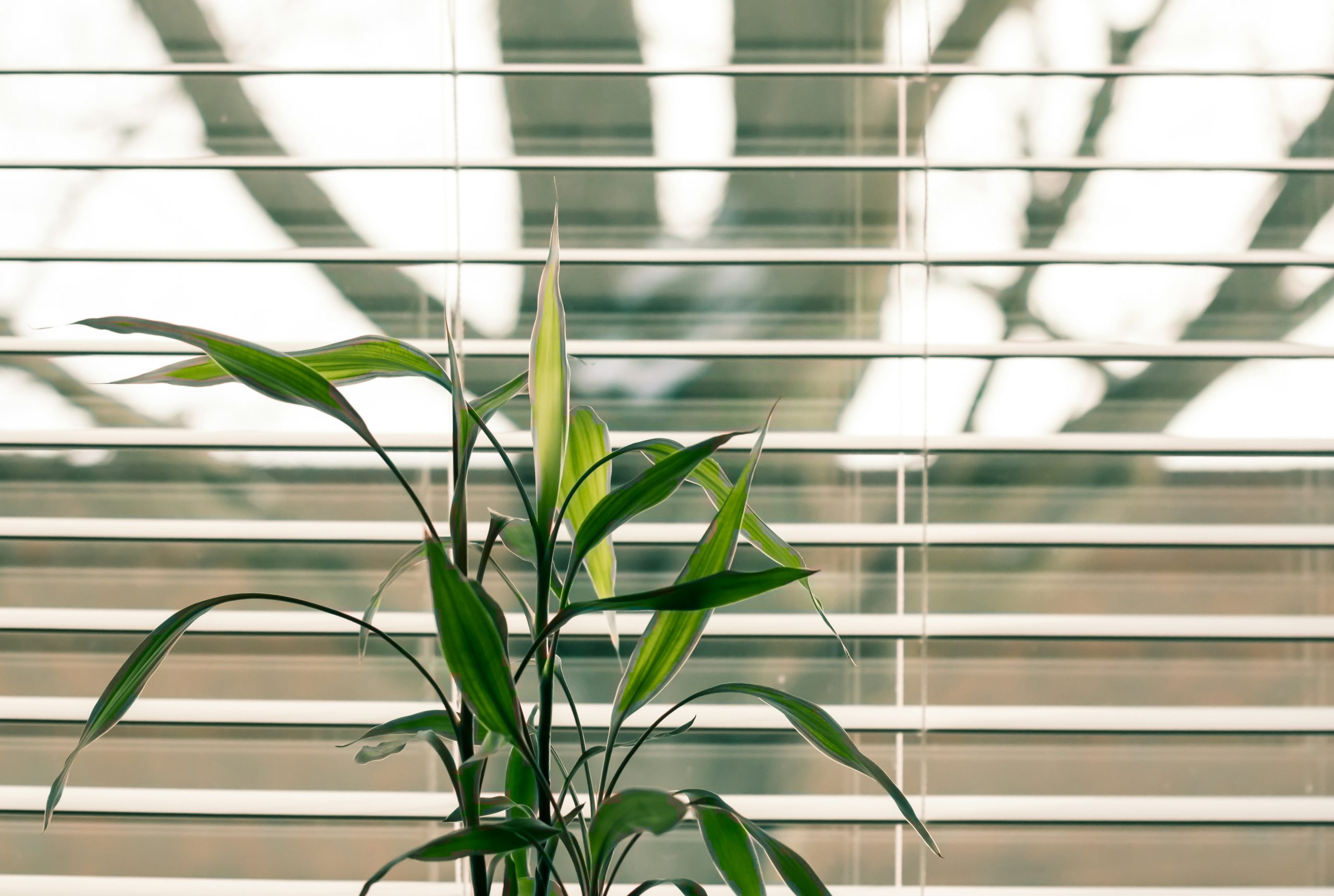 Protecting Your Privacy: The Latest Trends in Window Blinds