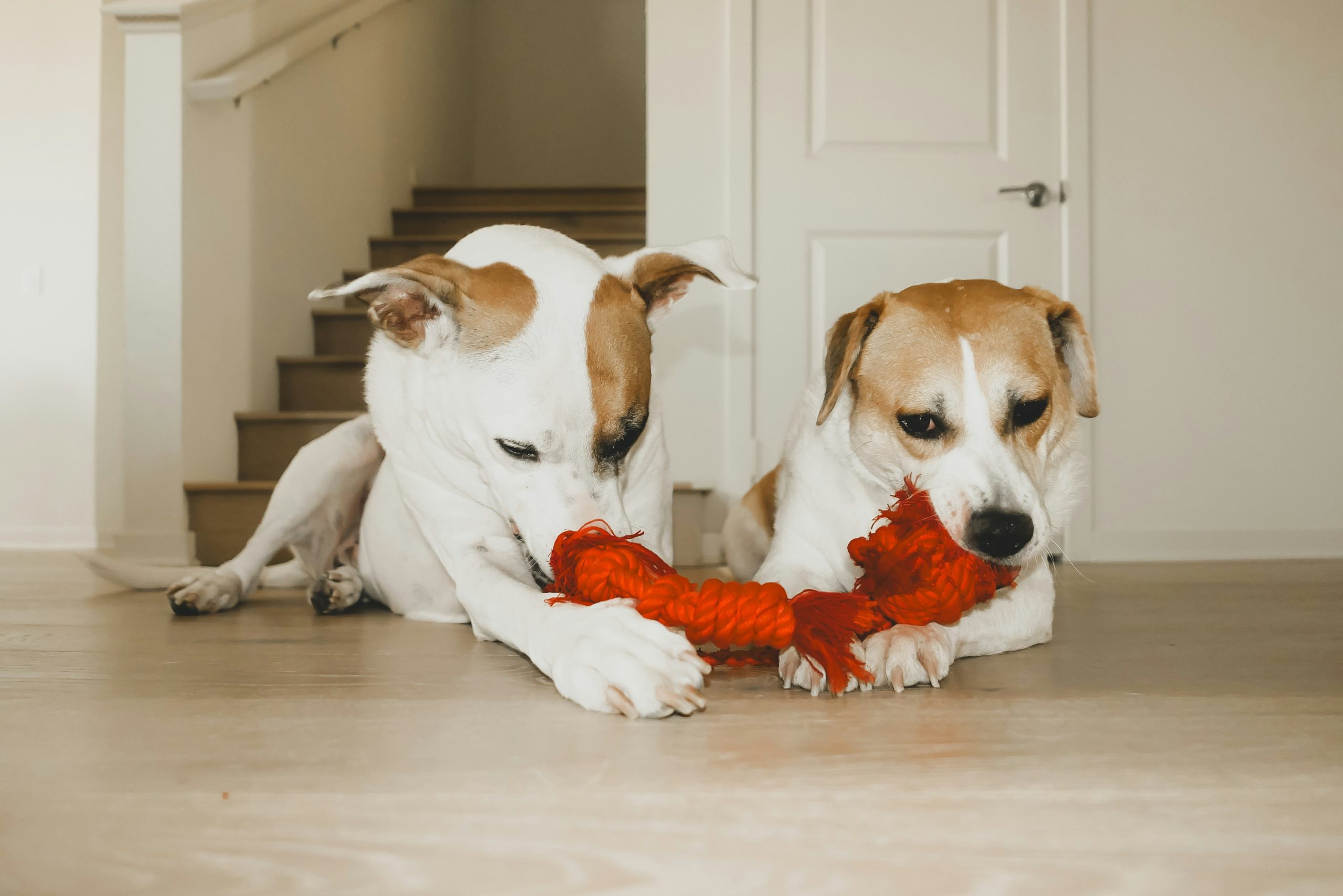 How to Stop your Pet from Destroying its Toys