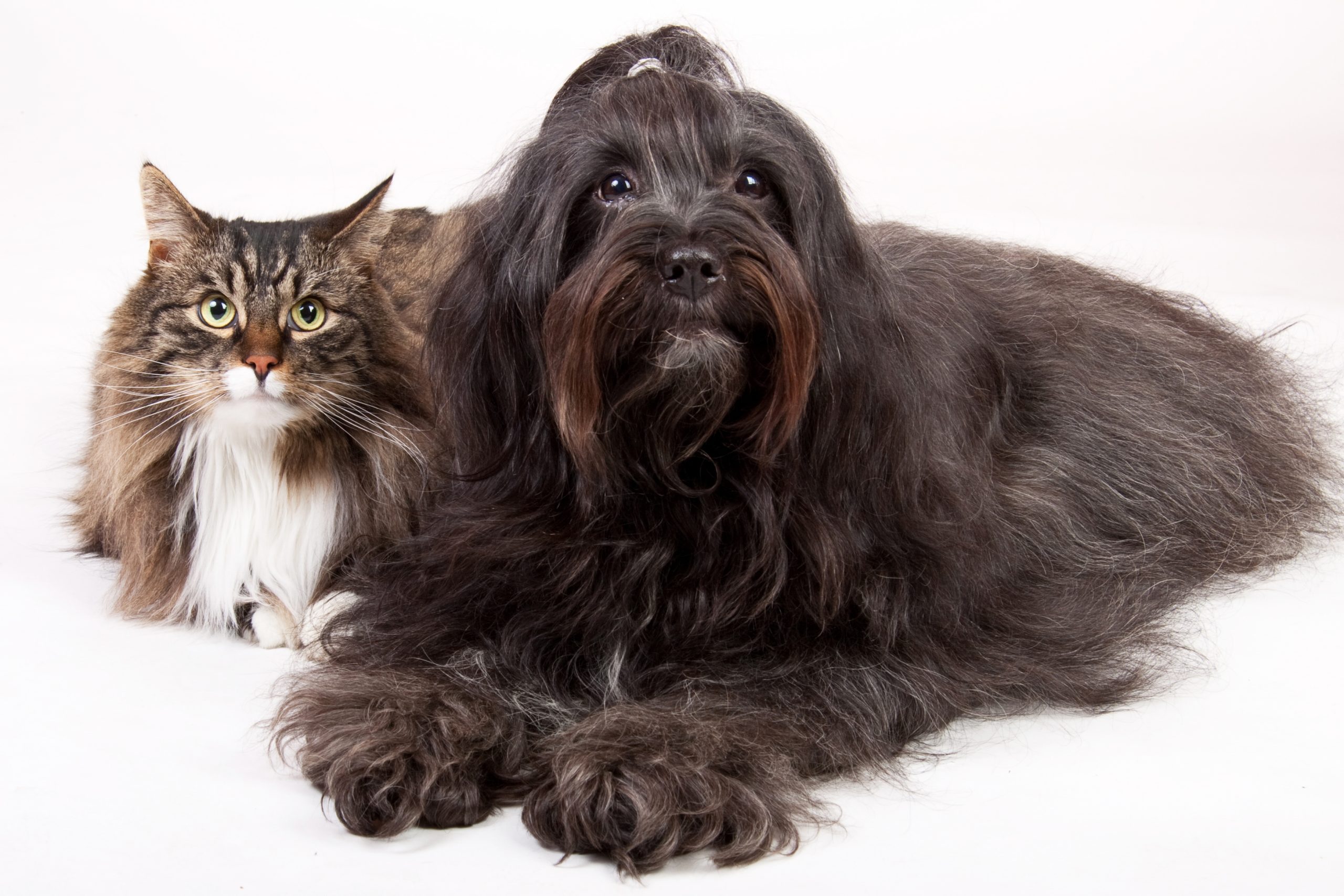 Easy Pet Care Habits That Make Life Cleaner and Happier at Home