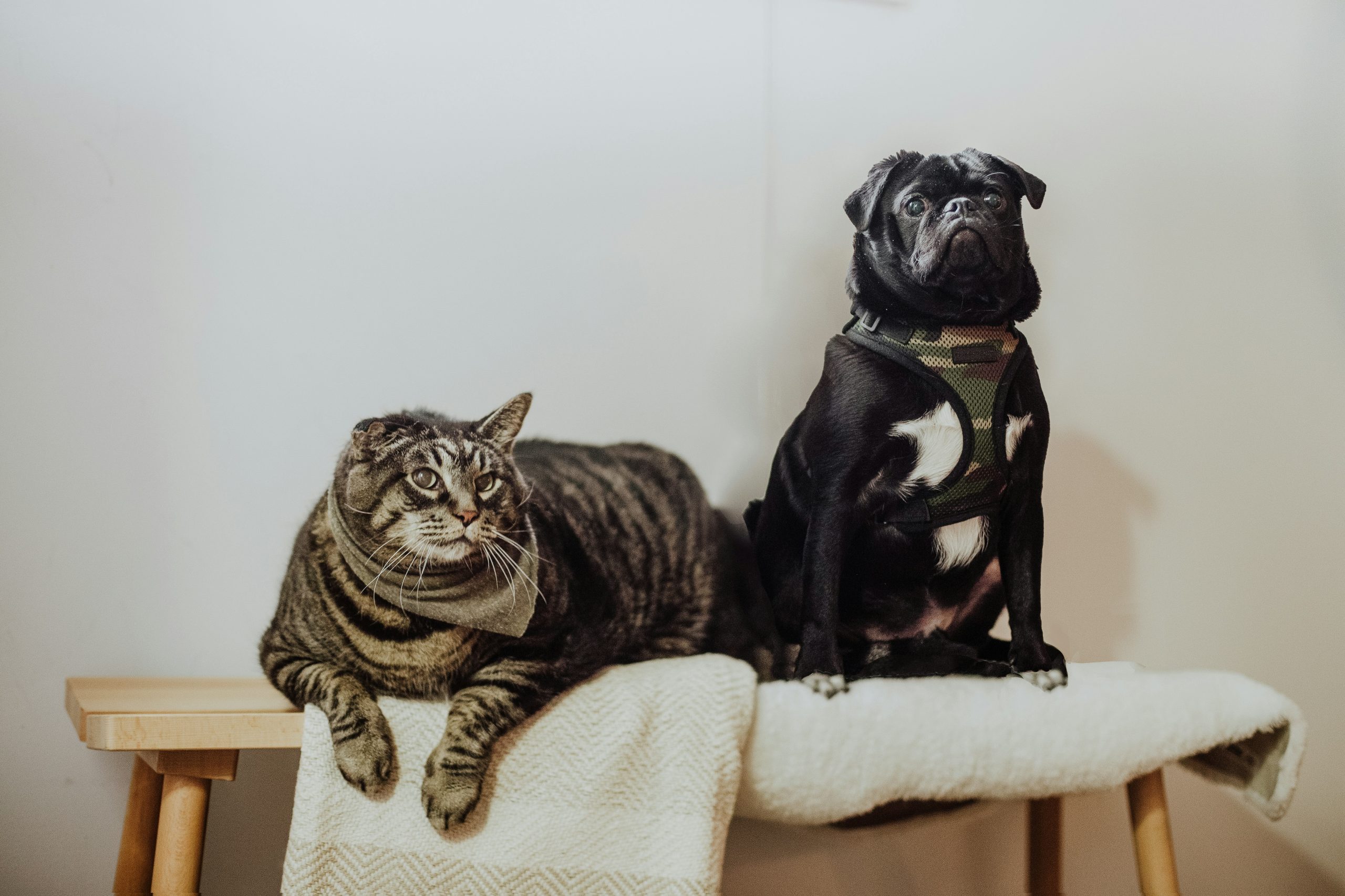 Tips for Finding Reliable Pet Prescription Services in Michigan