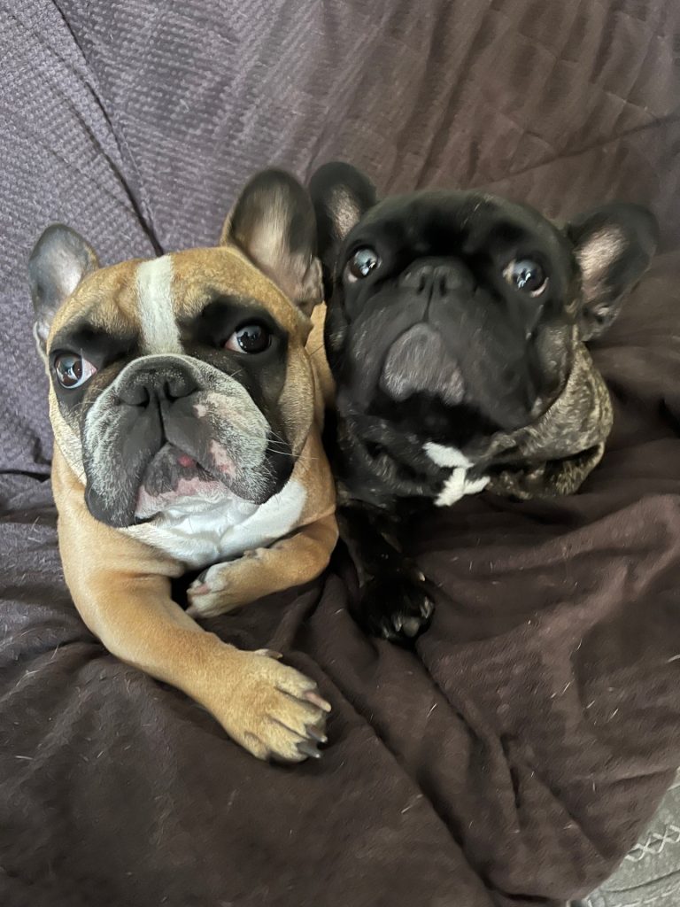 What To Do to Make a French Bulldog Happy