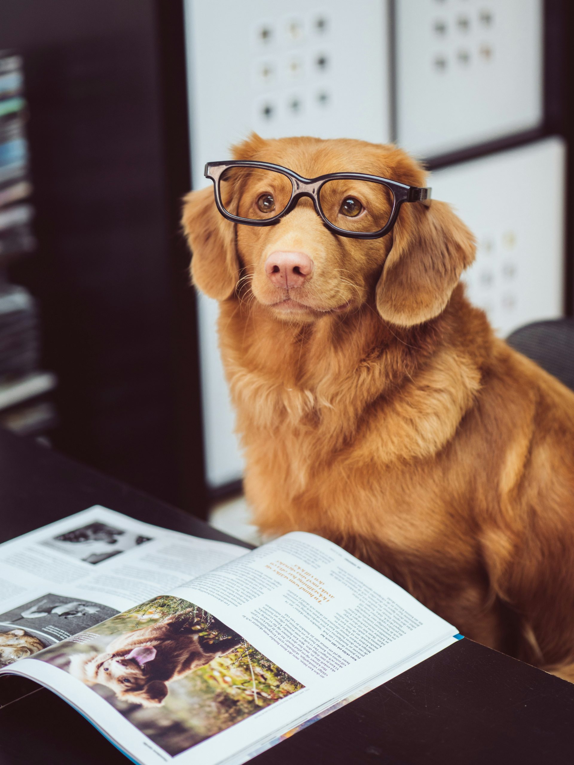 7 Unexpected Ways Animals Help Improve Mental Health