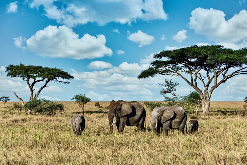 6 Magical Moments You Can Only Experience in Tanzania