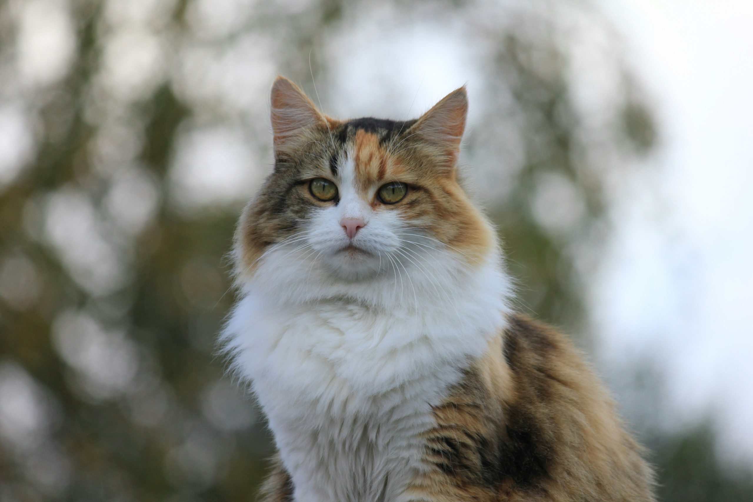 How Your Pet Cat Can Become an Emotional Support Animal