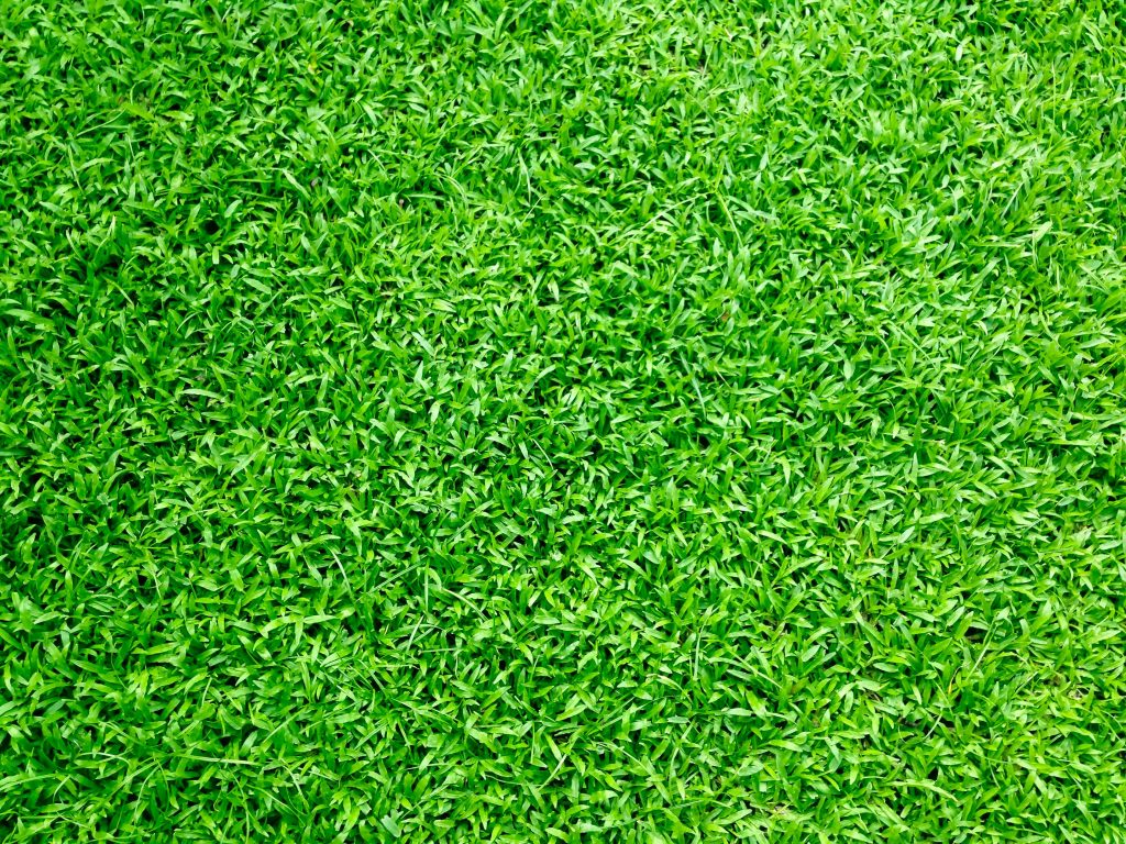 Lawn Hacks Every Gardener Needs to Know
