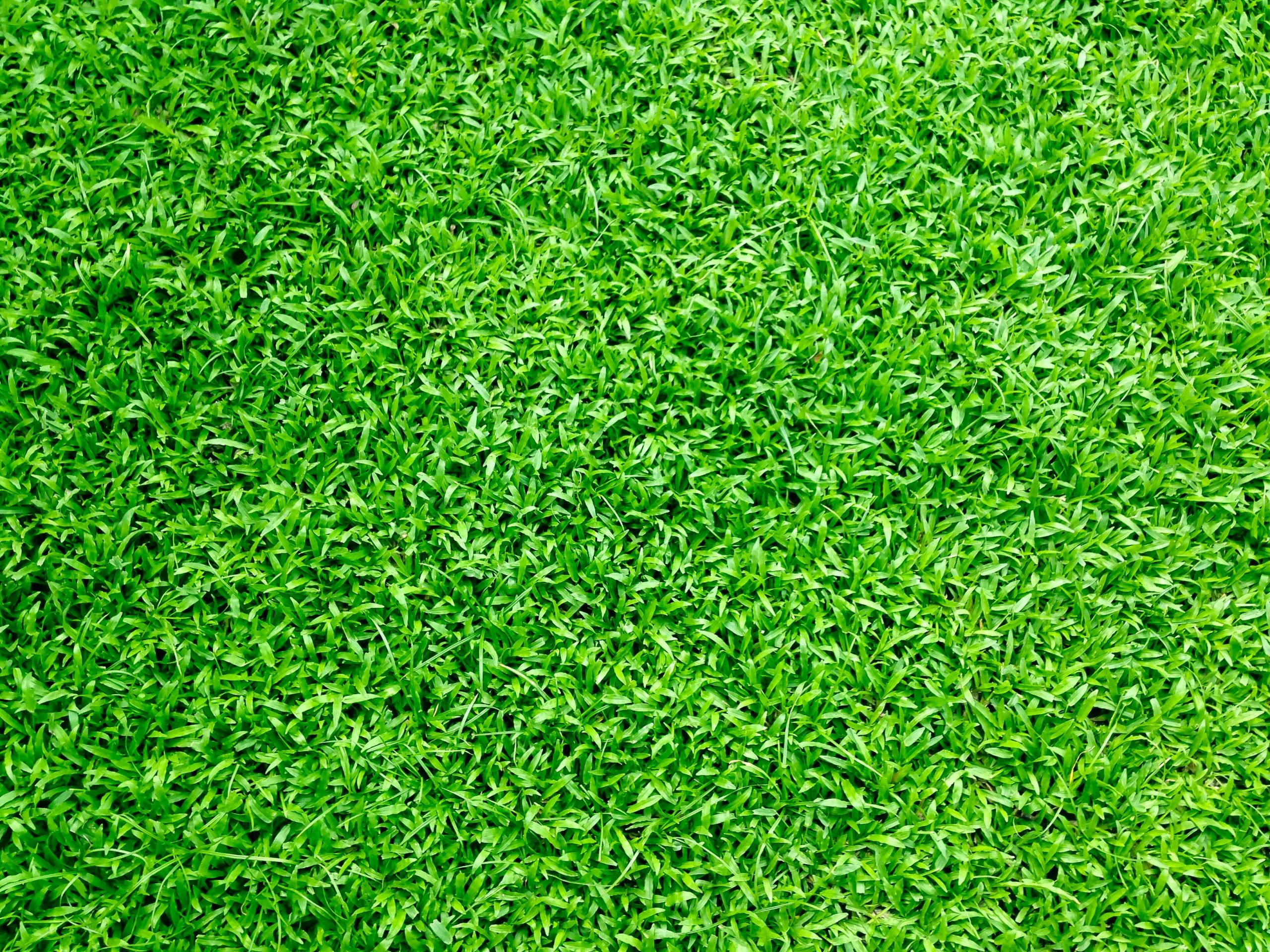 Lawn Hacks Every Gardener Needs to Know
