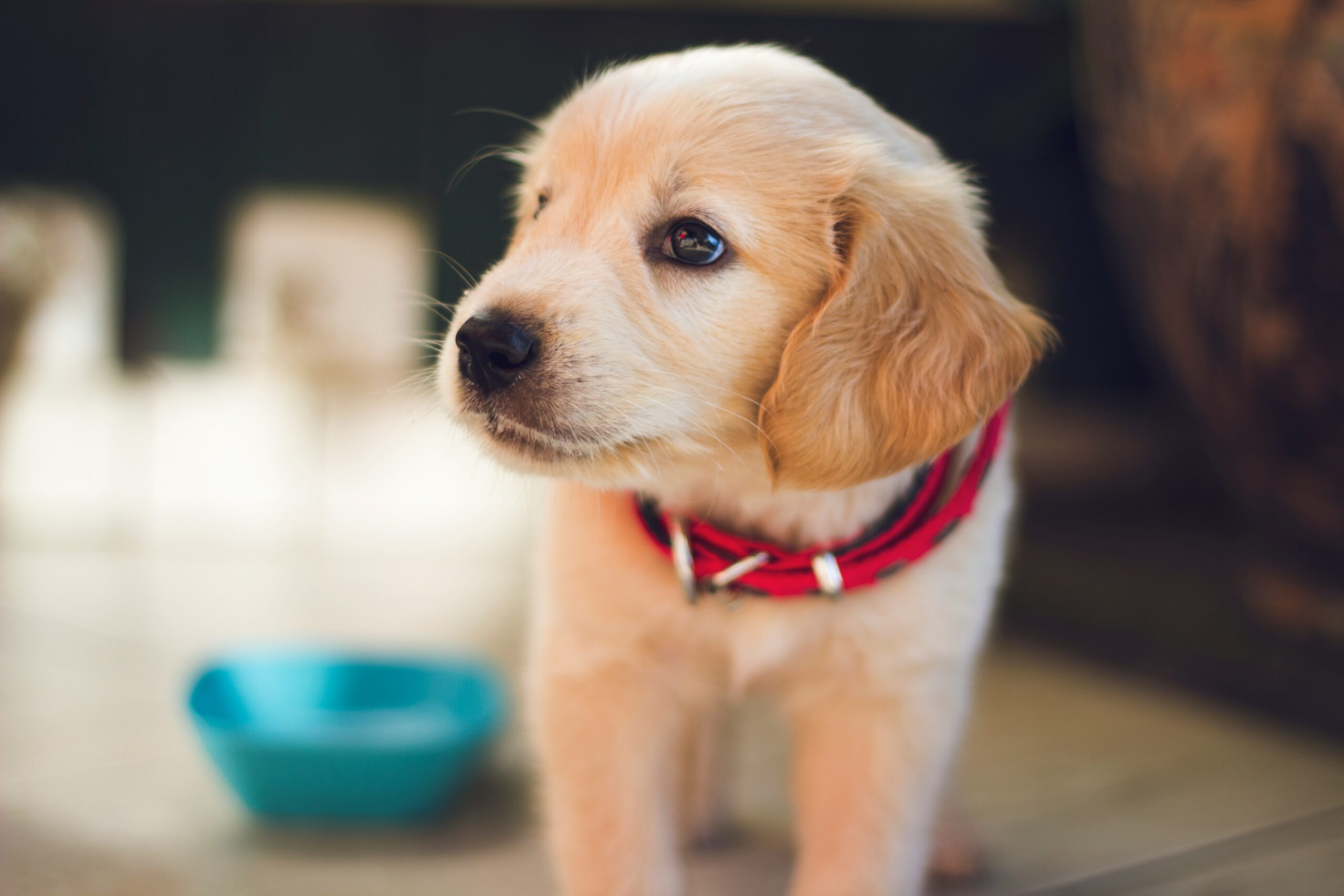 Top 5 Tips When Getting a Puppy