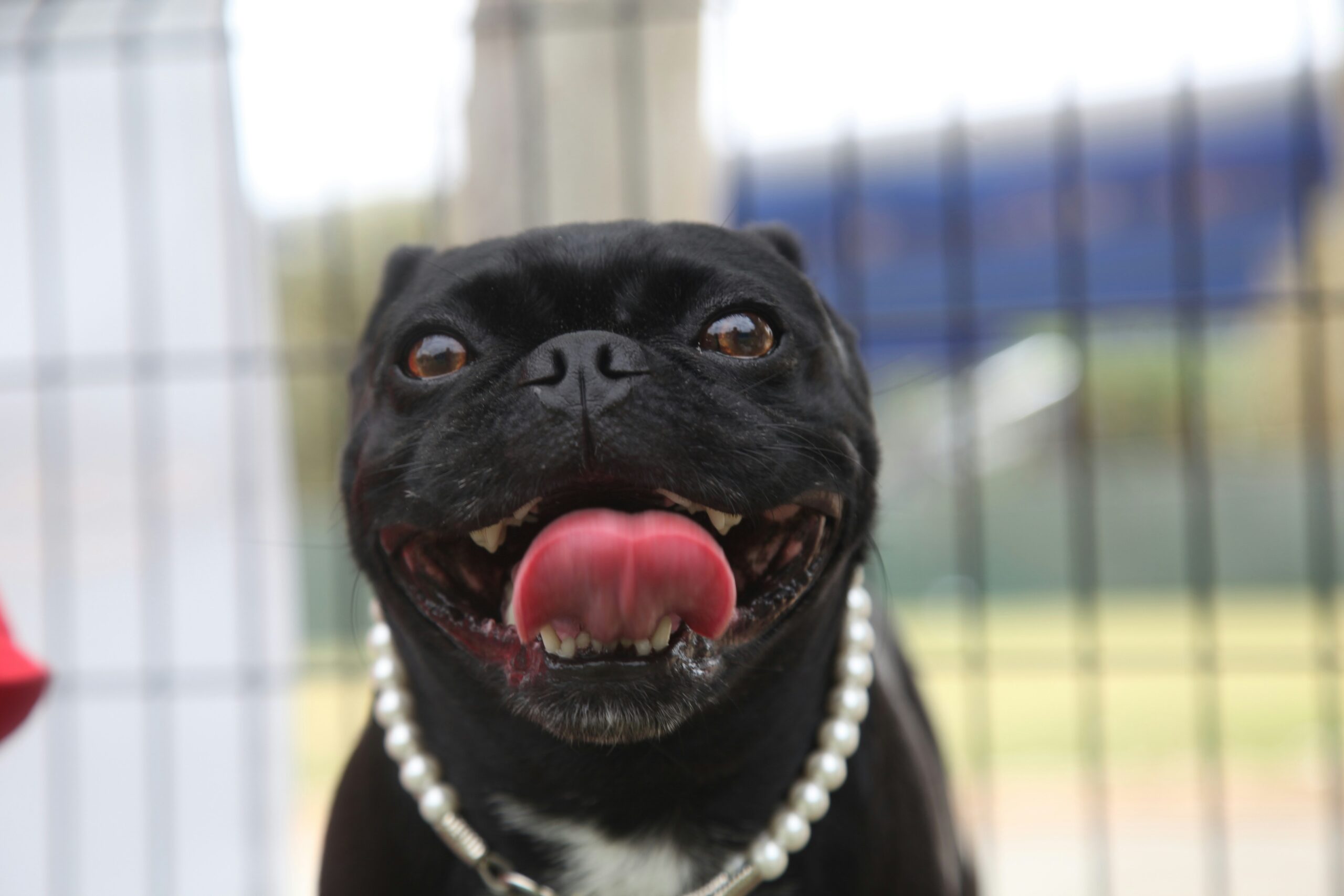 Pooch Perfection: How to Style Your Dog for Special Occasions