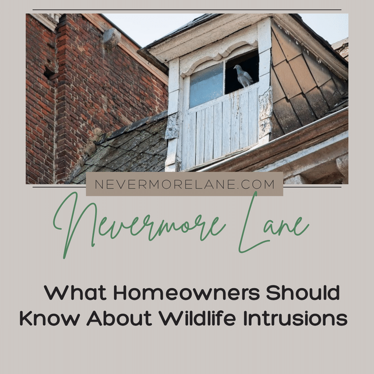   What Homeowners Should Know About Wildlife Intrusions